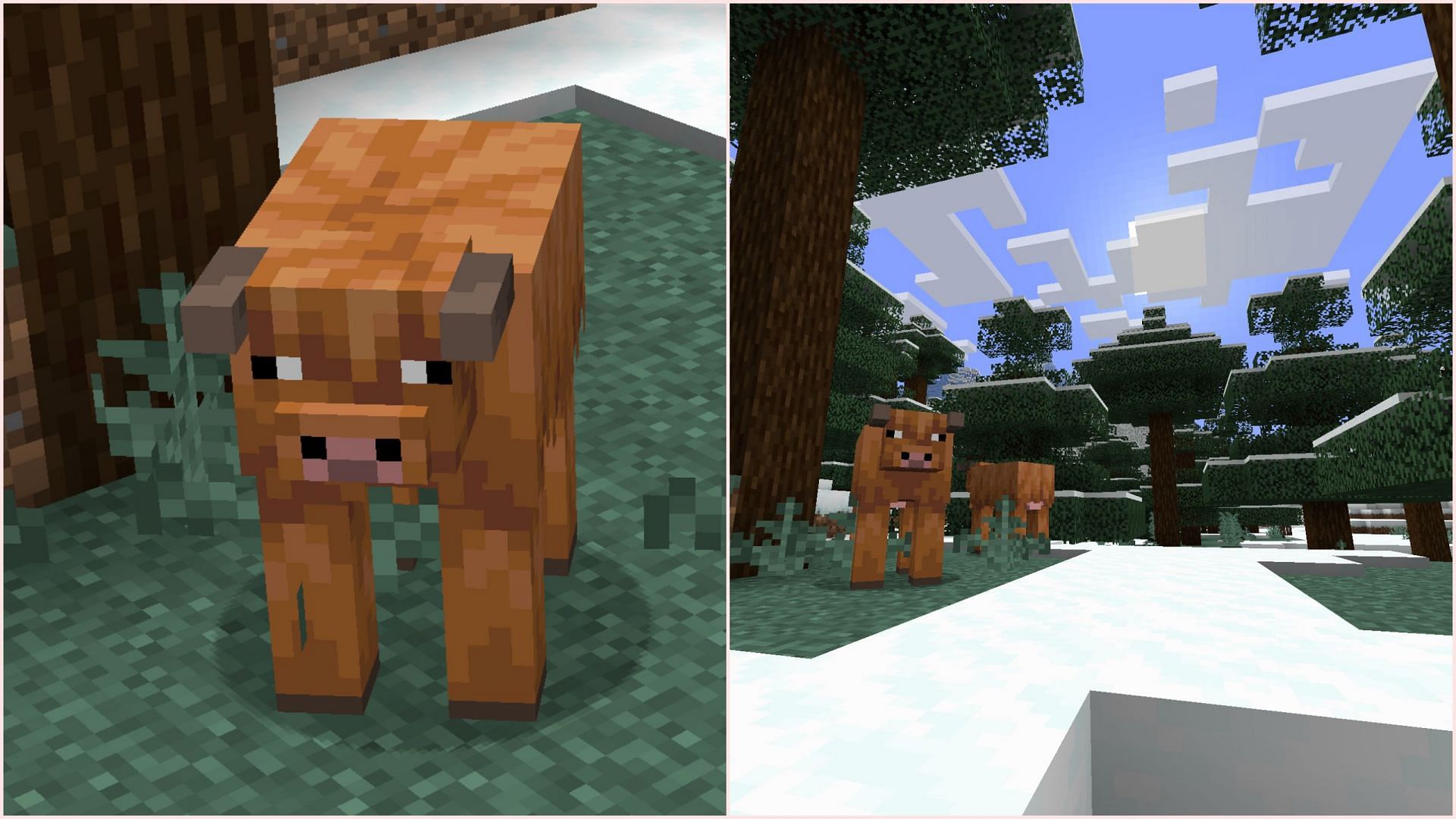 The cold cow variants will spawn in certain cold biomes (Image via Mojang Studios)