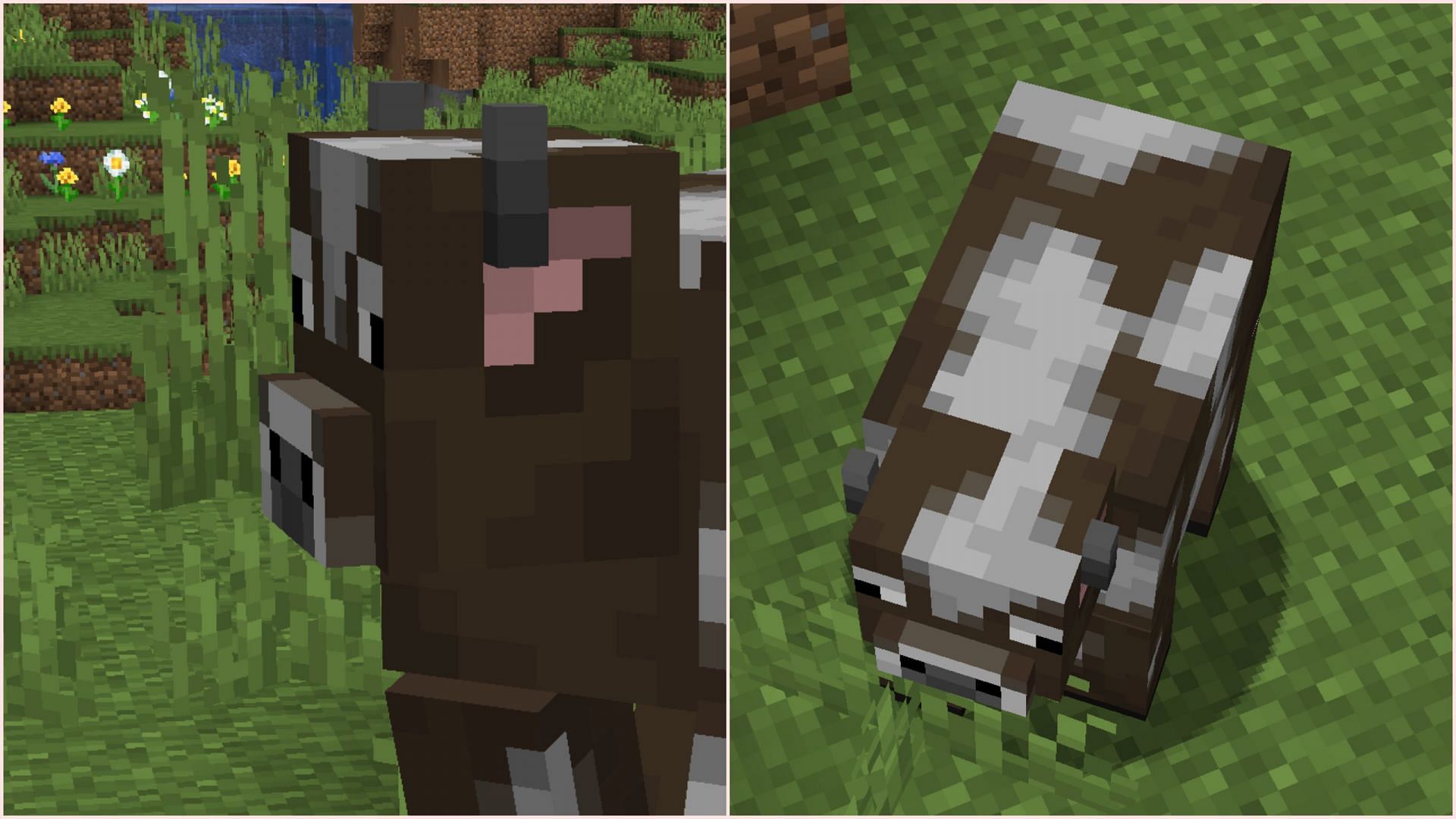 Regular cows now have protruded snouts and slight texture change with more white pixels (Image via Mojang Studios)