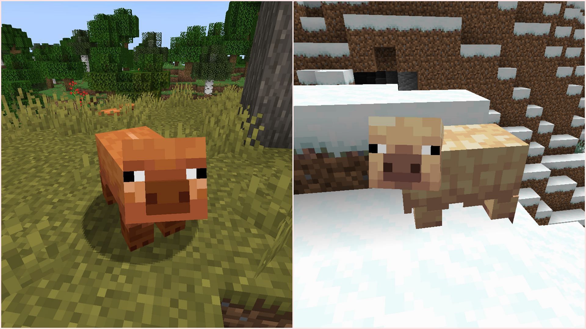 Pigs finally receive new textures based on the biome they spawn in (Image via Mojang Studios)