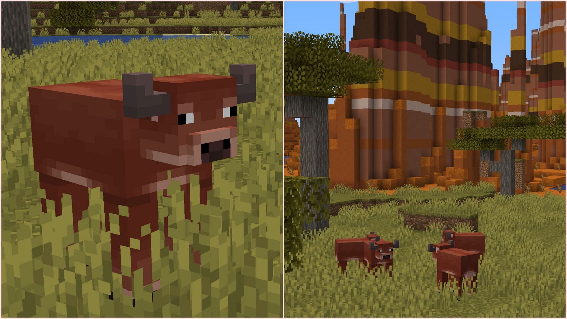 The warm cow variant has a rust tone and will spawn in most warm biomes (Image via Mojang Studios)