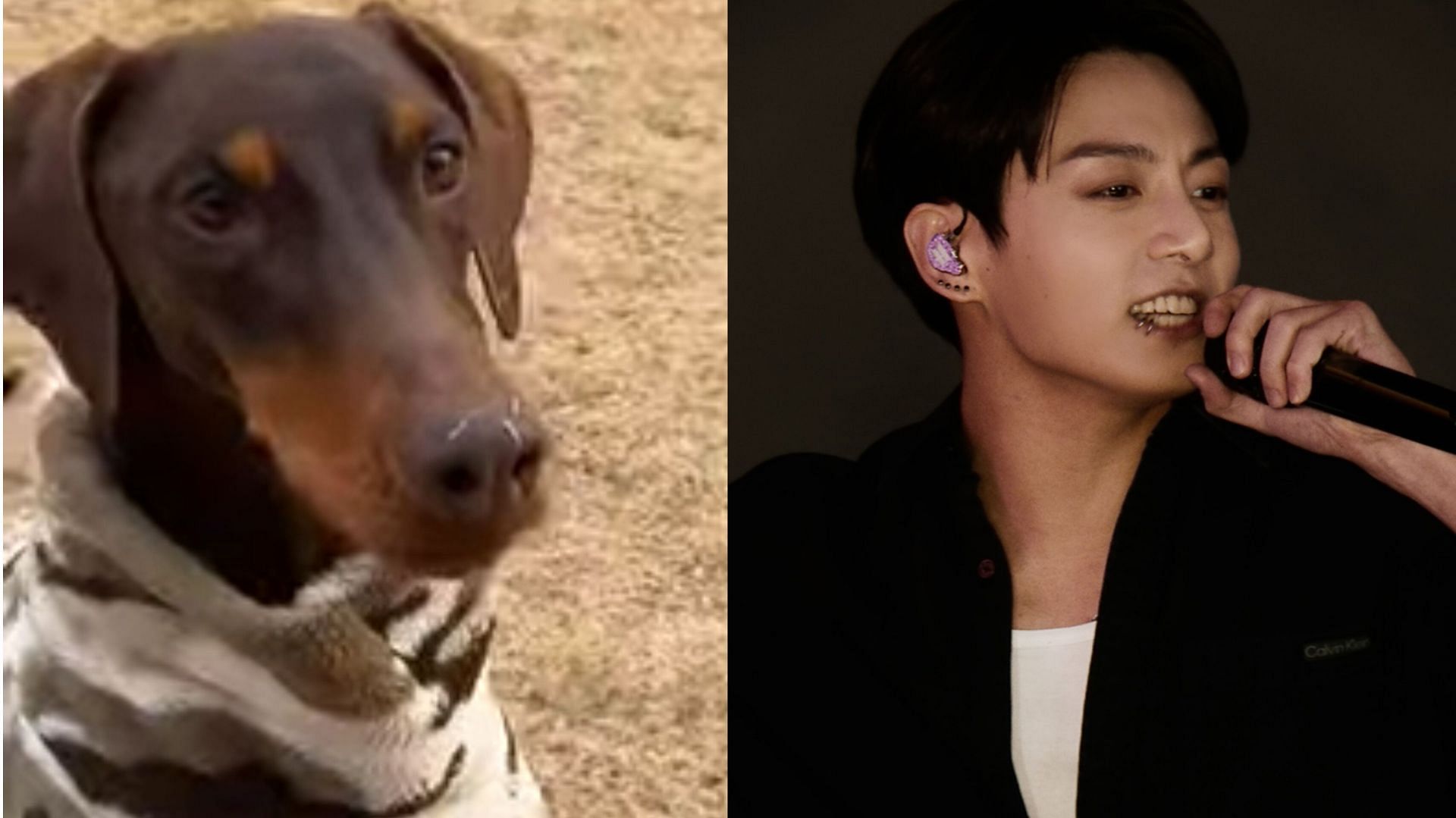 Fans emotional as BTS member reunites with Bam (Image via @bowwow_bam and @bts_bighit/X)