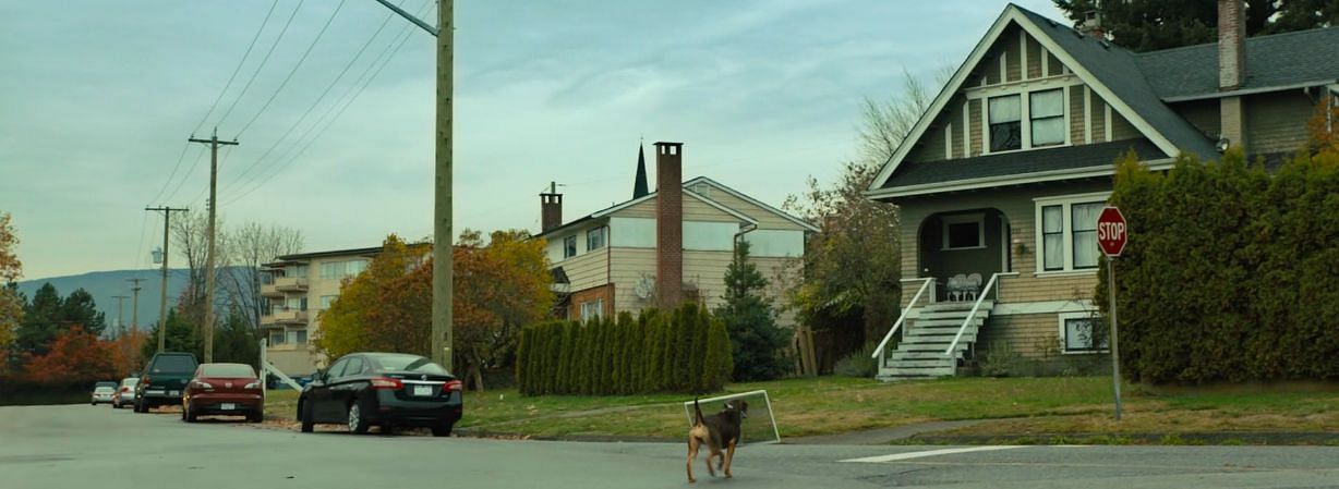 Still from A Dog&#039;s Way Home (Image via Youtube, Sony Pictures Entertainment)