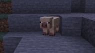 The cold pig is found in cold and elevated regions in the world (Image via Mojang Studios)