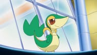 Trip's Snivy that defeats Ash's Pikachu (Image via TPC)