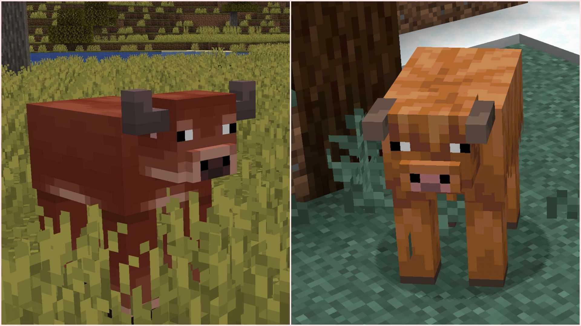 New cold and warm cow variants will soon be released in Minecraft (Image via Mojang Studios)