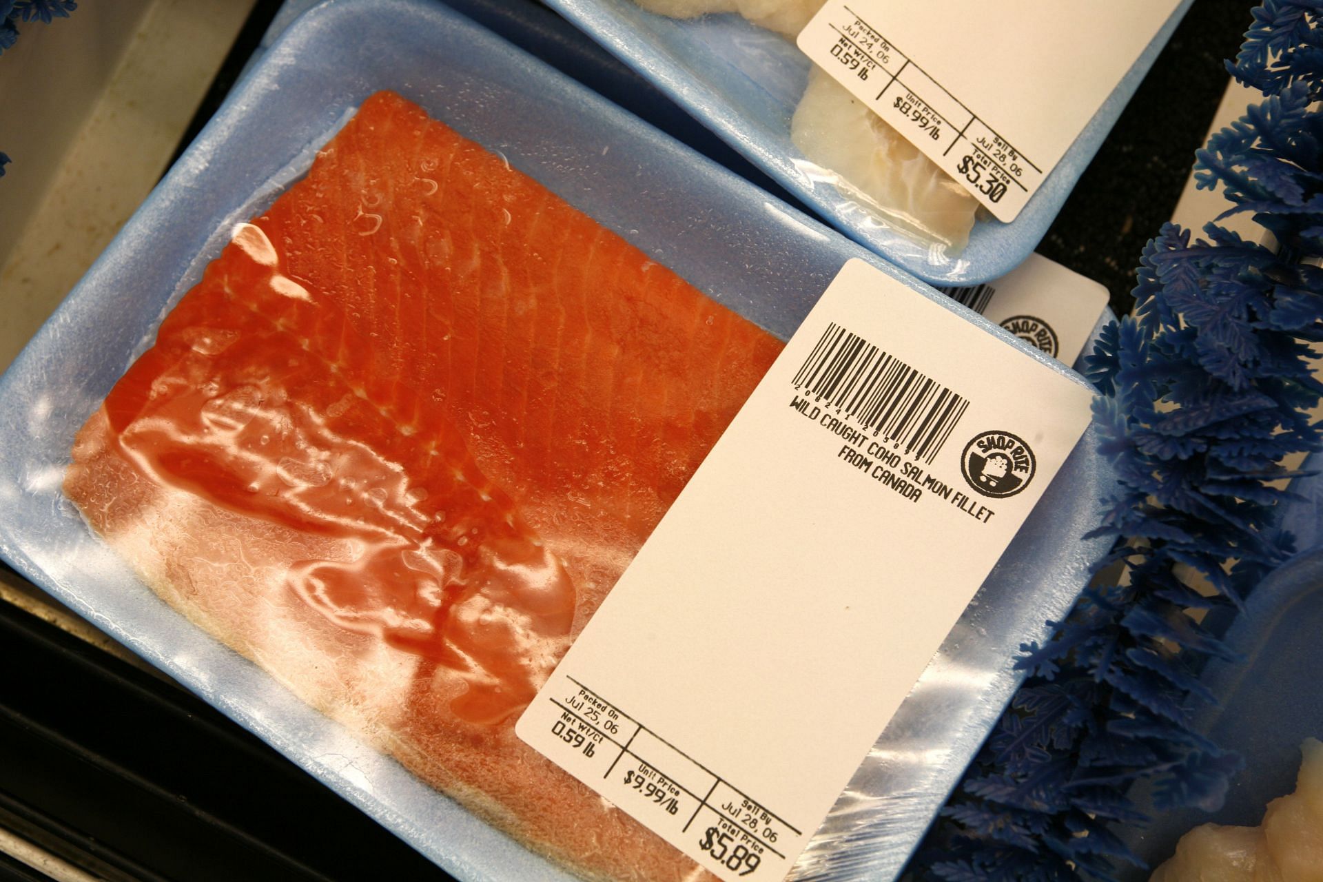 Wild caught Coho salmon fillet from Canada - Source: Getty