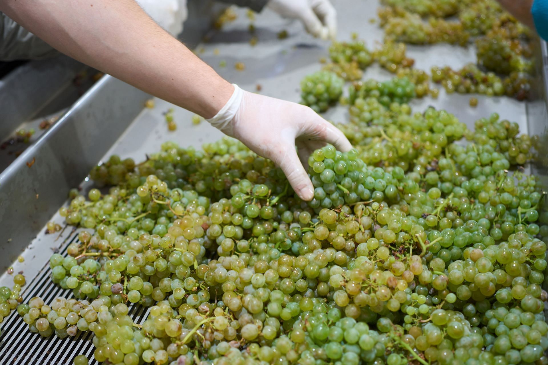 Grape harvest on the Moselle - Source: Getty