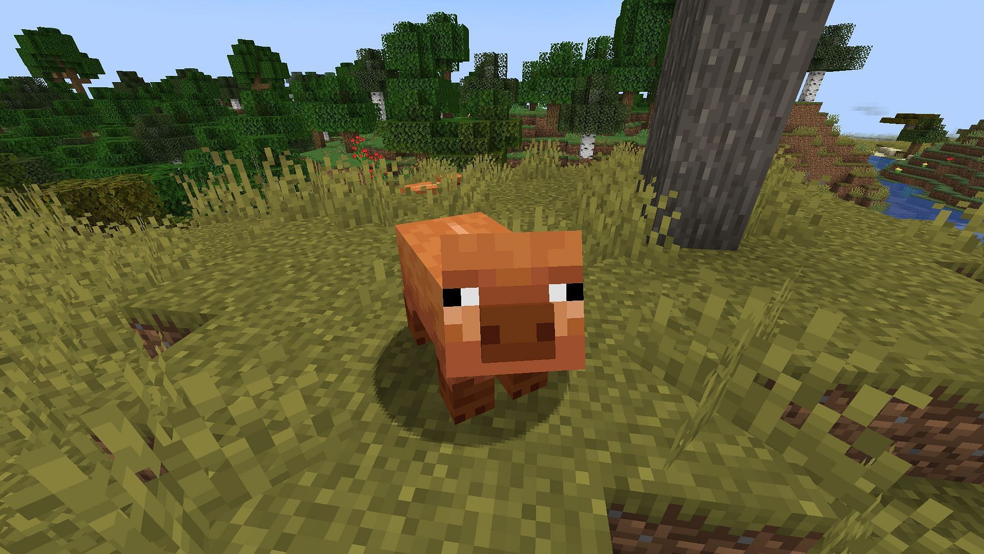 Warm pigs are orange-colored and are found in warm biomes in Minecraft (Image via Mojang Studios)