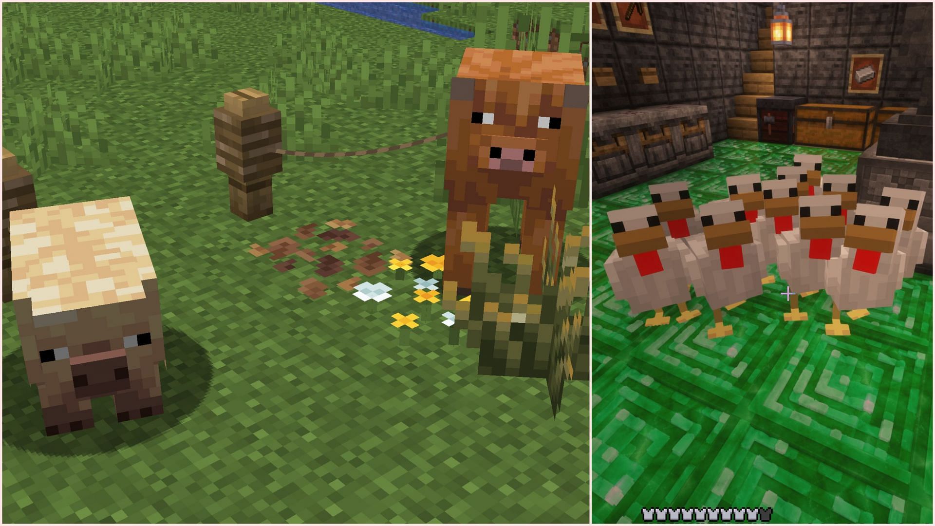 All chickens look identical in the game (Image via Mojang Studios)