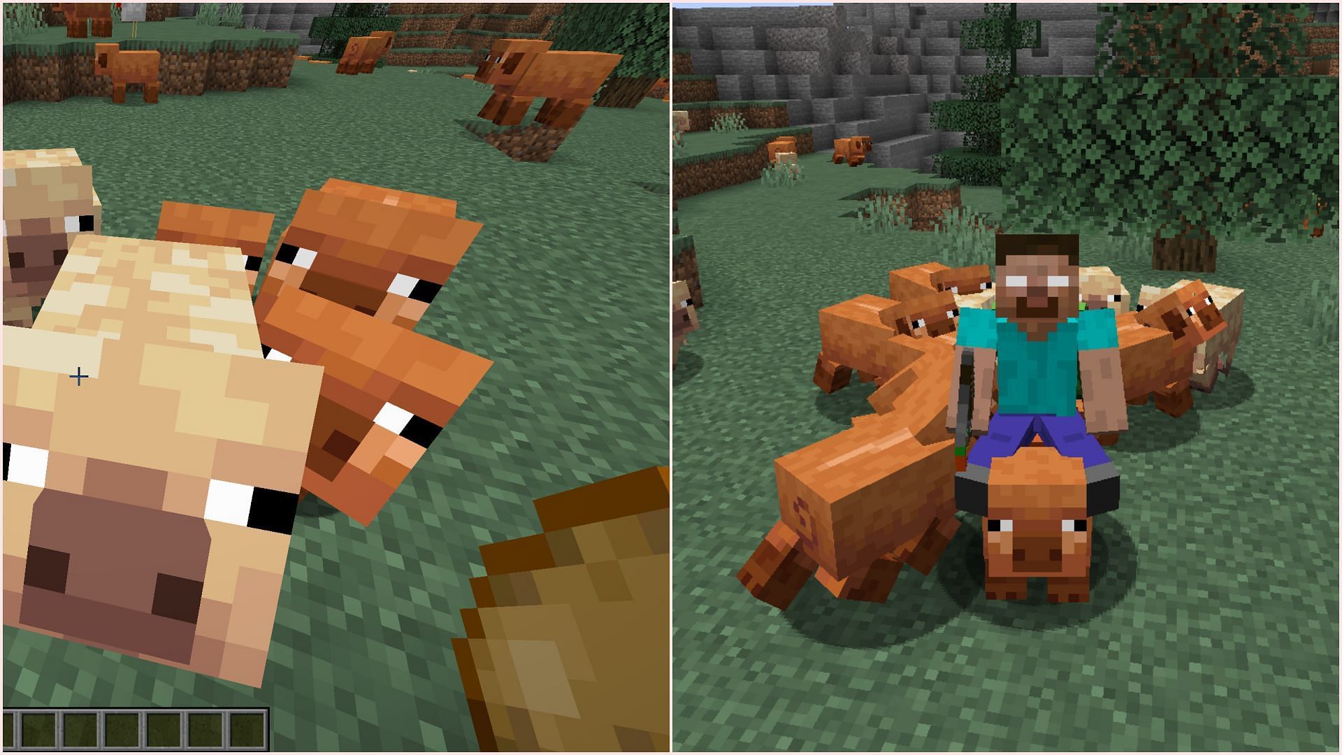 Pigs can be lured and bred by potatoes and can be ridden as well (Image via Mojang Studios)