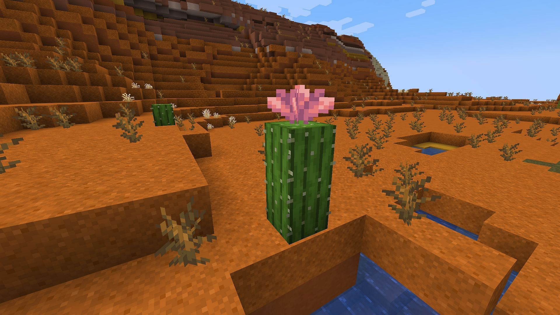 Cactus is getting a new flower in the upcoming game drop (Image via Mojang Studios)