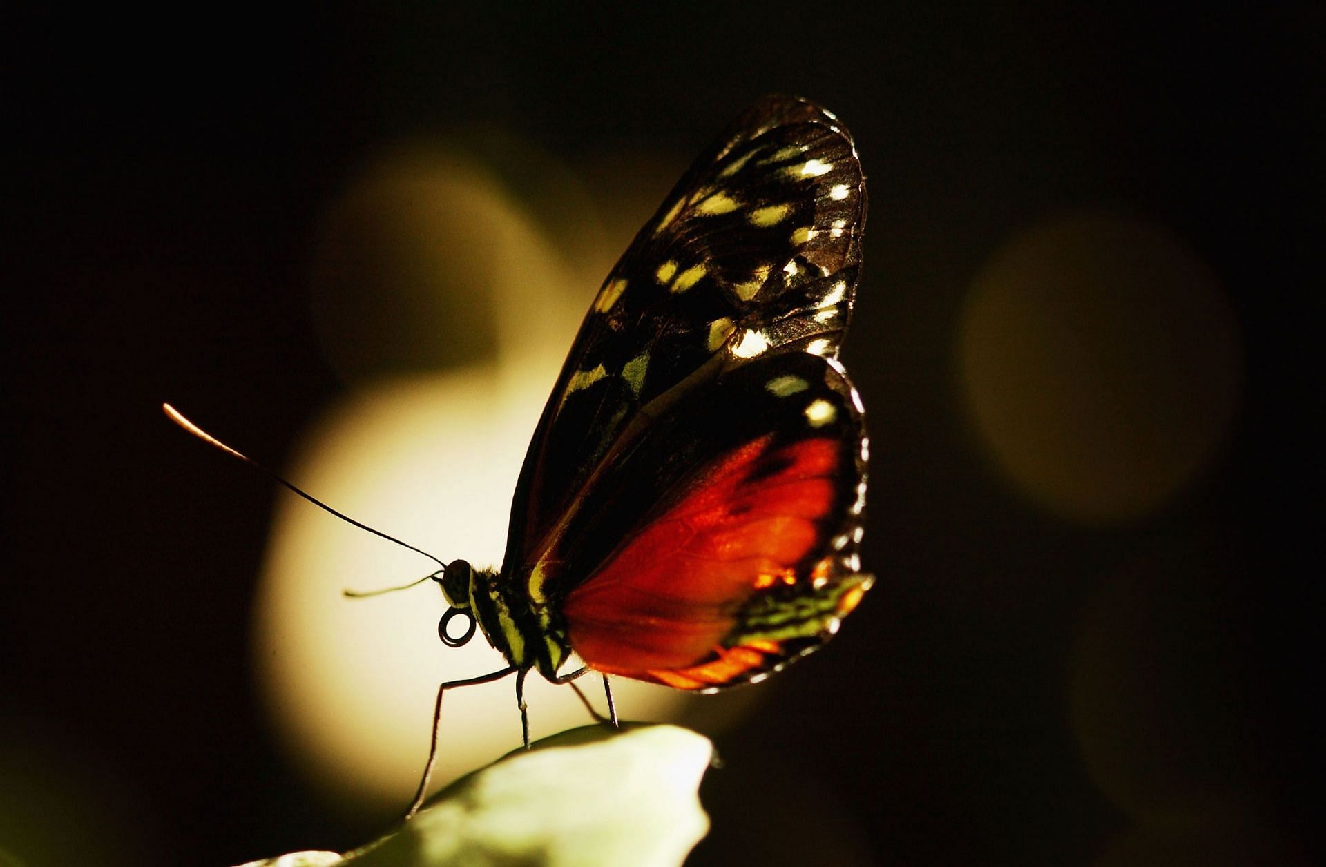 Certain butterflies are poisonous (Image via Getty)