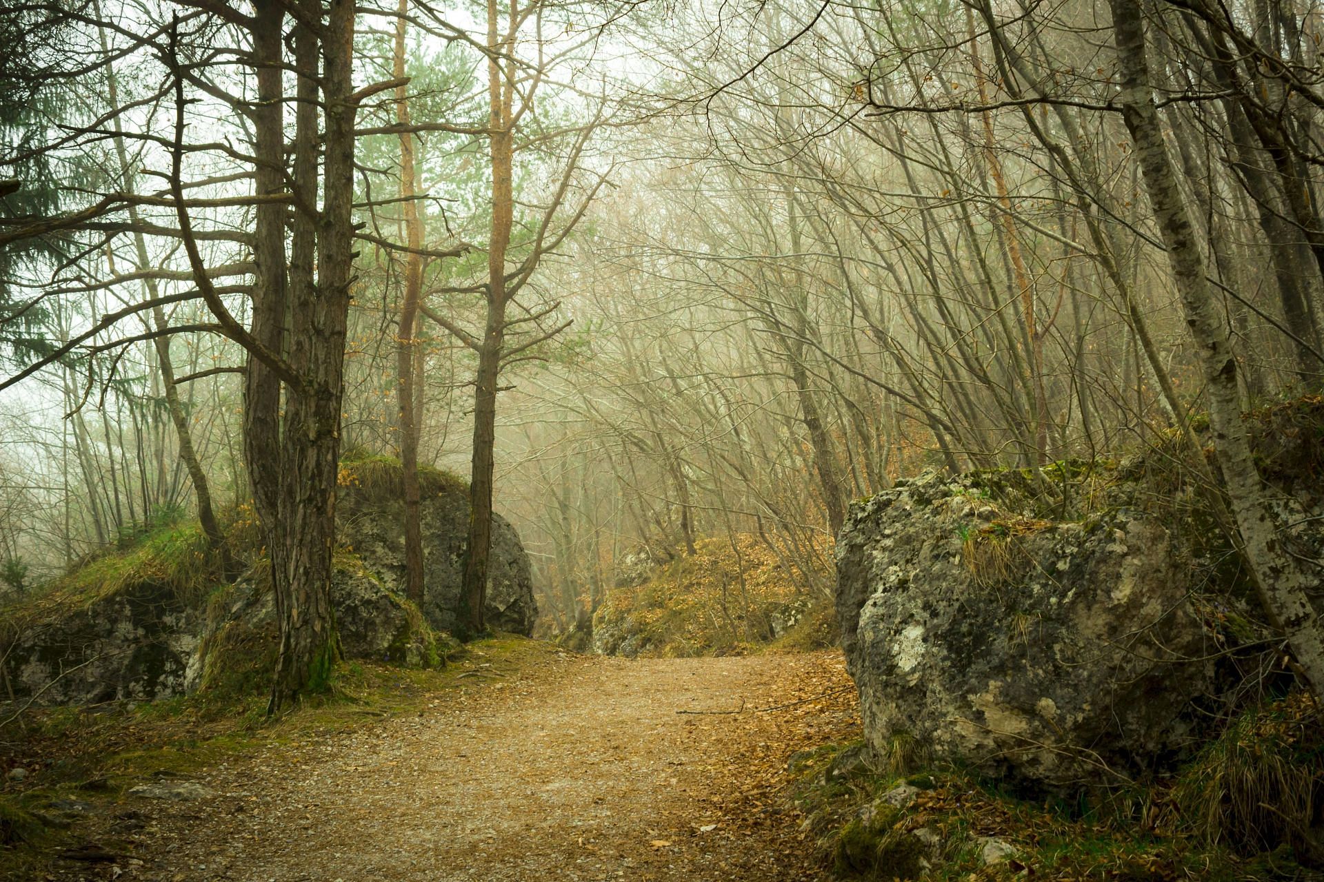 Rhys&#039; dismembered body pieces were found in a hunting ground (Image via Pexels)