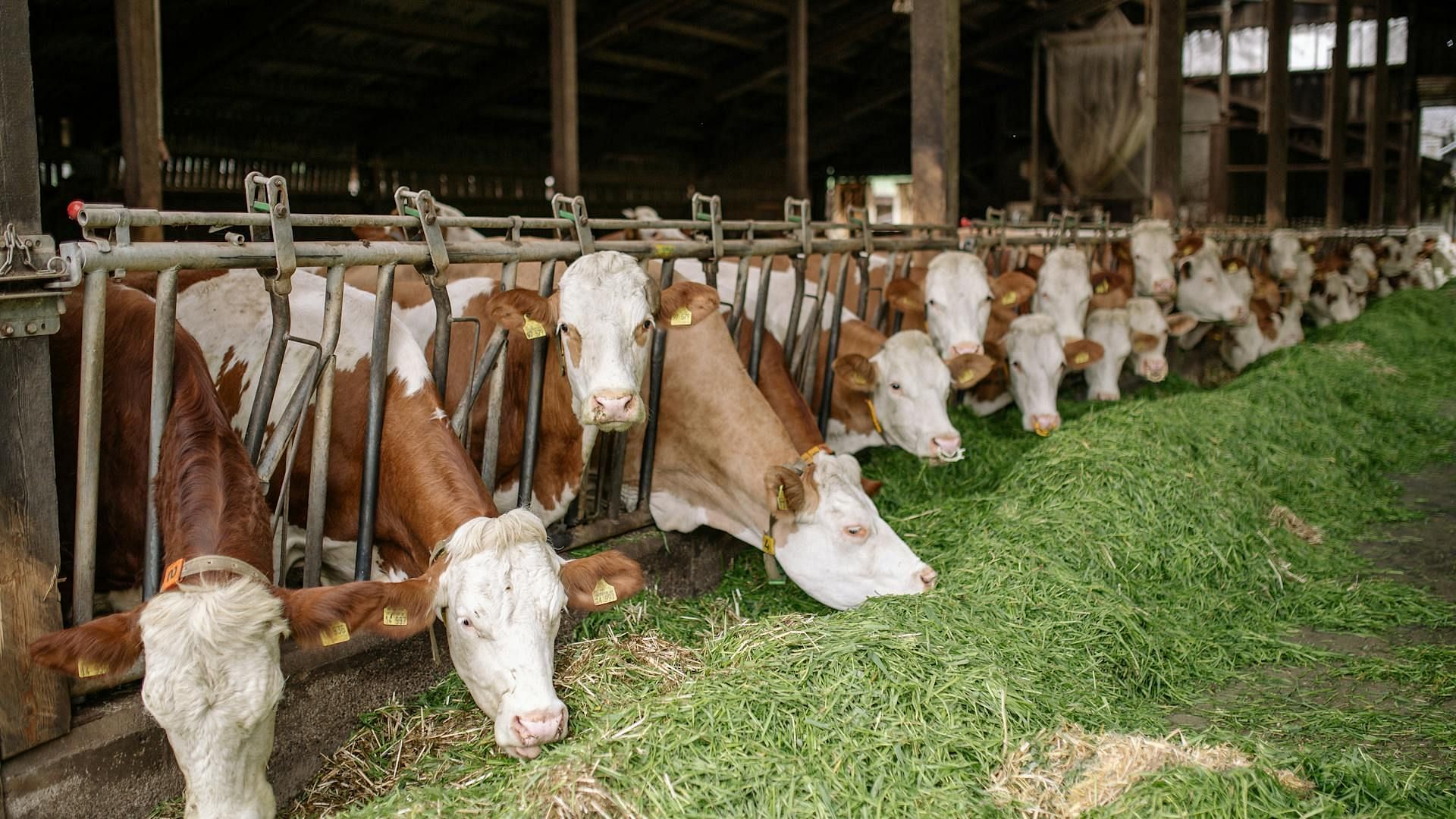 Sante Kimes used to torture cattle in their farms (Image via Pexels)