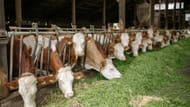 Sante Kimes used to torture cattle in their farms (Image via Pexels)