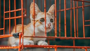 The Curious Case of… The Doomsday Cat Cult: A detailed case overview