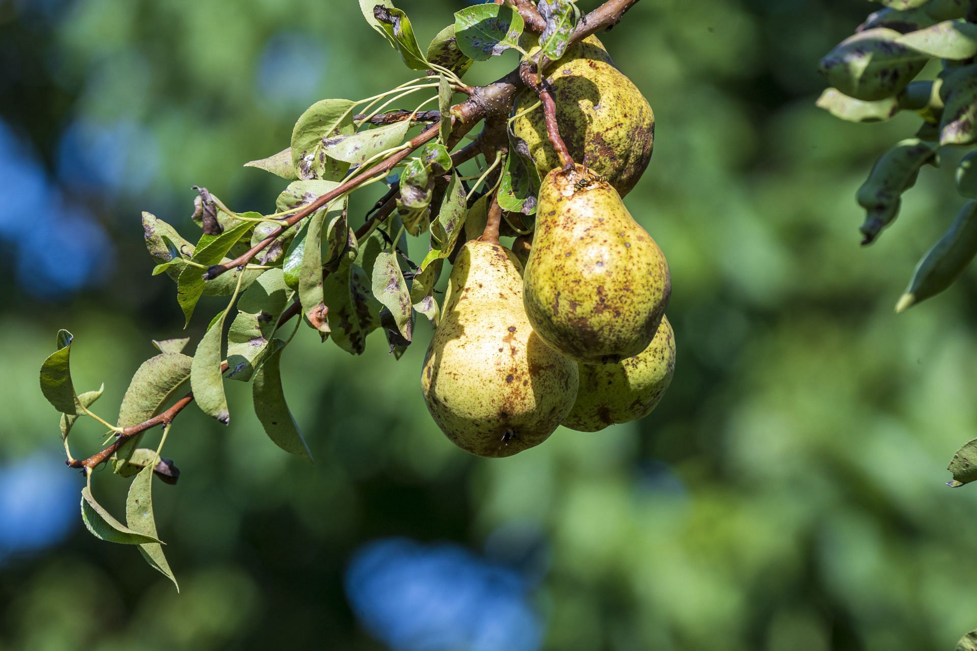 Pears on a tree - Source: Getty