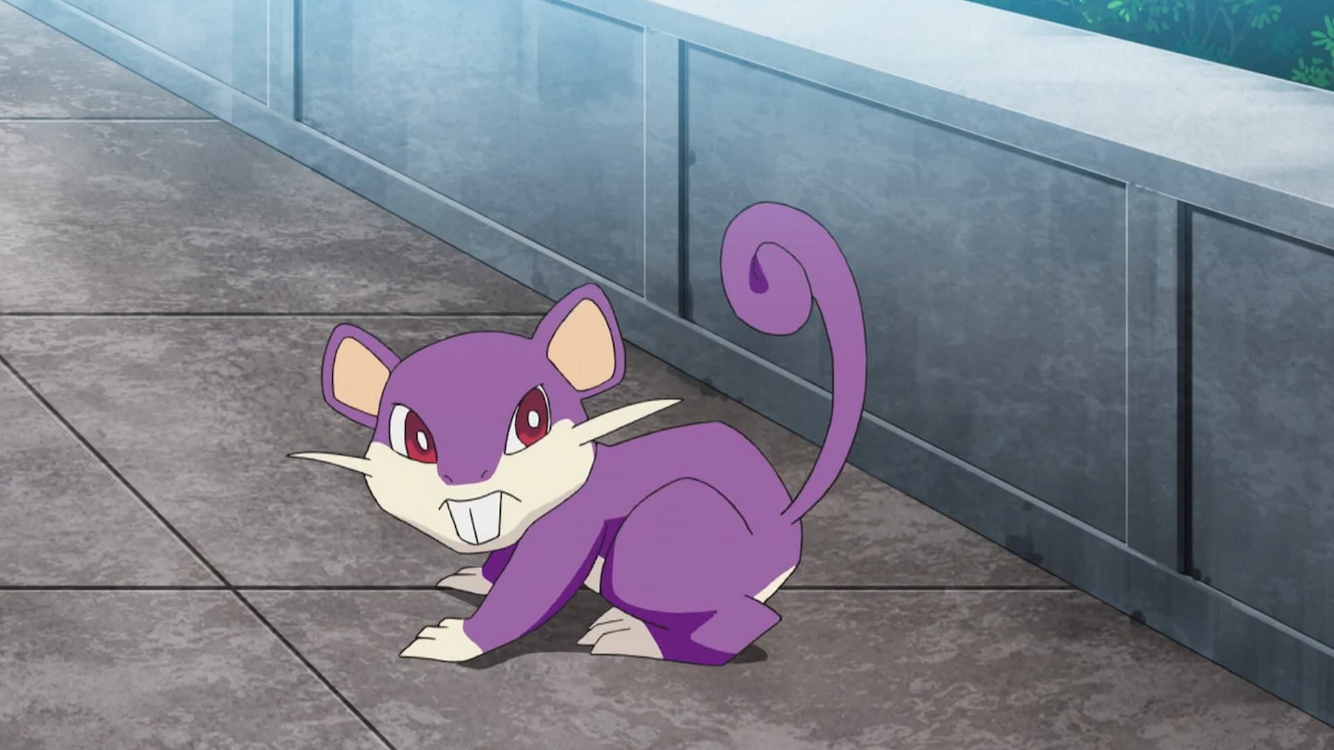 Rattata as it appears to be in the anime (Image via TPC)