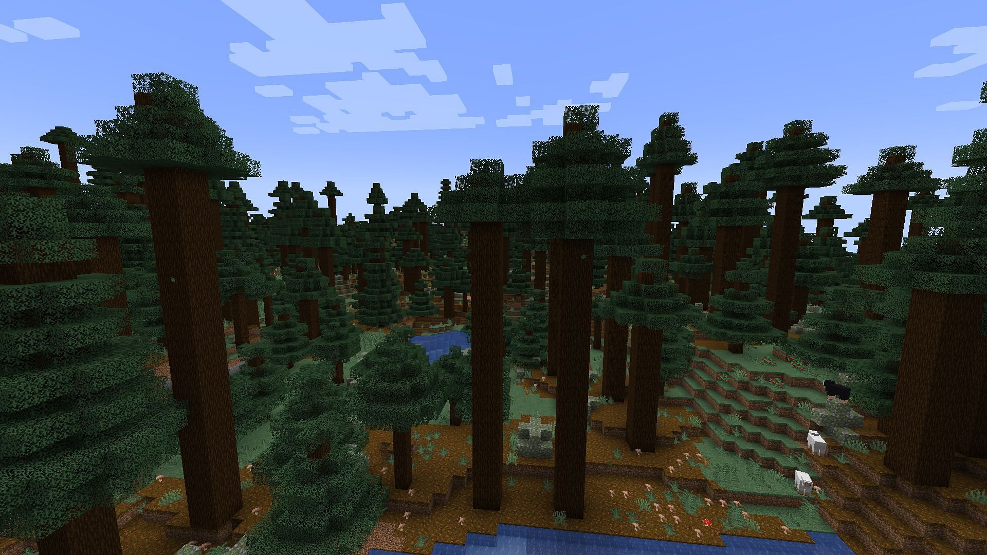 The old-growth pine taiga variant (Image via Mojang Studios)