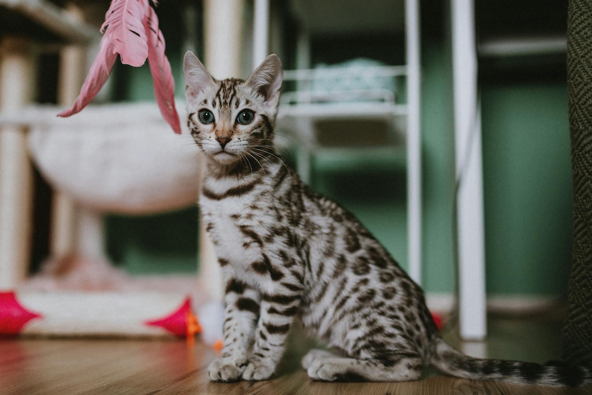 Eva&#039;s Eden presented itself as a cat adoption home (Image via Pexels)