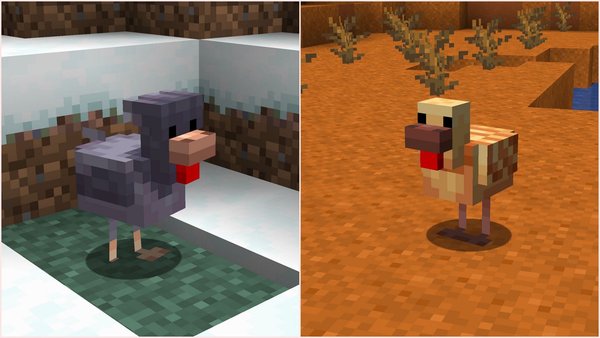 Warm and cold chickens have a several visual and spawning differences (Image via Sportskeeda Gaming/Mojang)