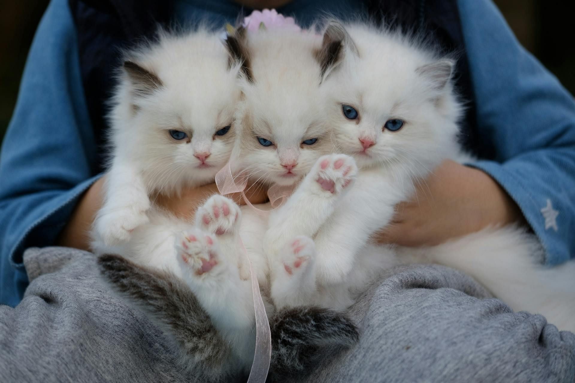 Sheryl preached cats as divine creatures who provide redemption from the apocalypse (Image via Pexels)