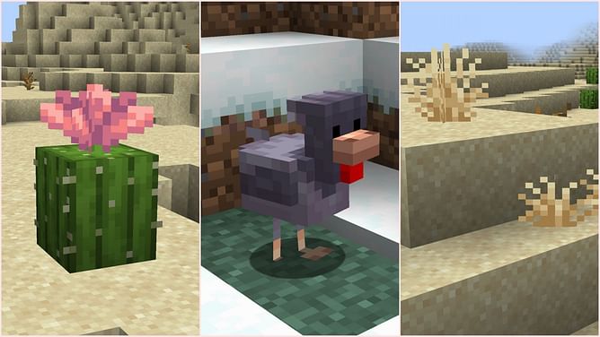 New Minecraft snapshot 25w06a introduces new chicken variants, cactus flower, and dry grass