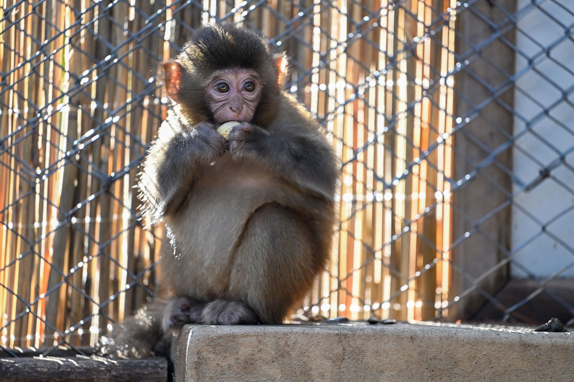 Monkey cub captured at bus terminal in Turkiye