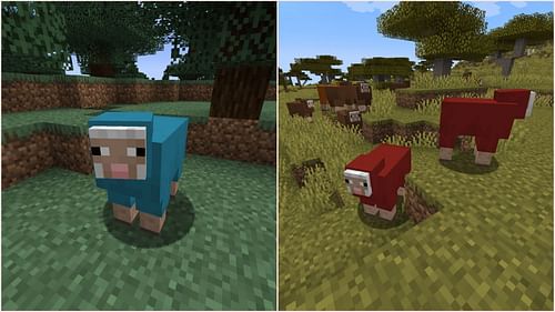 Mojang planned to make more sheep color variants naturally spawn in warm and cold biomes (Image via Sportskeeda Gaming || Mojang Studios)