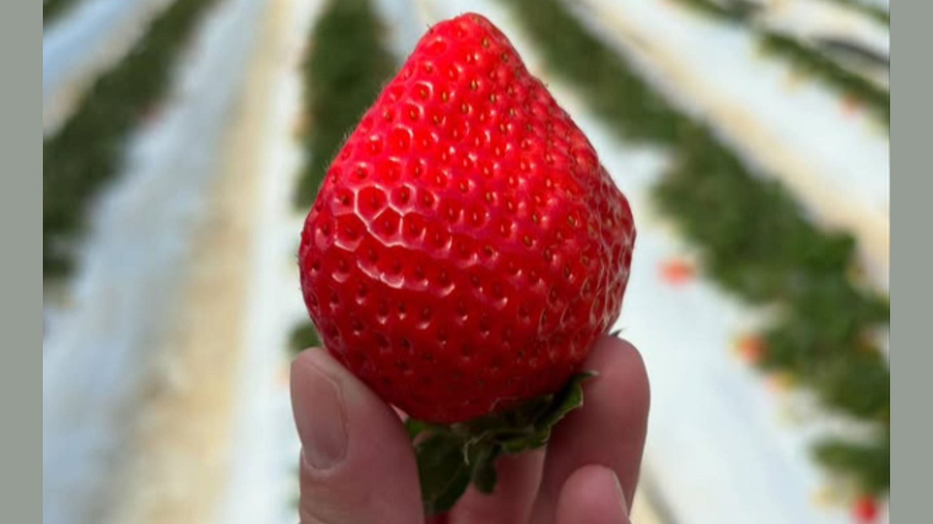 Elly advises to eat the strawberry from the hand (Image via Instagram/@ellyamaikyoto)