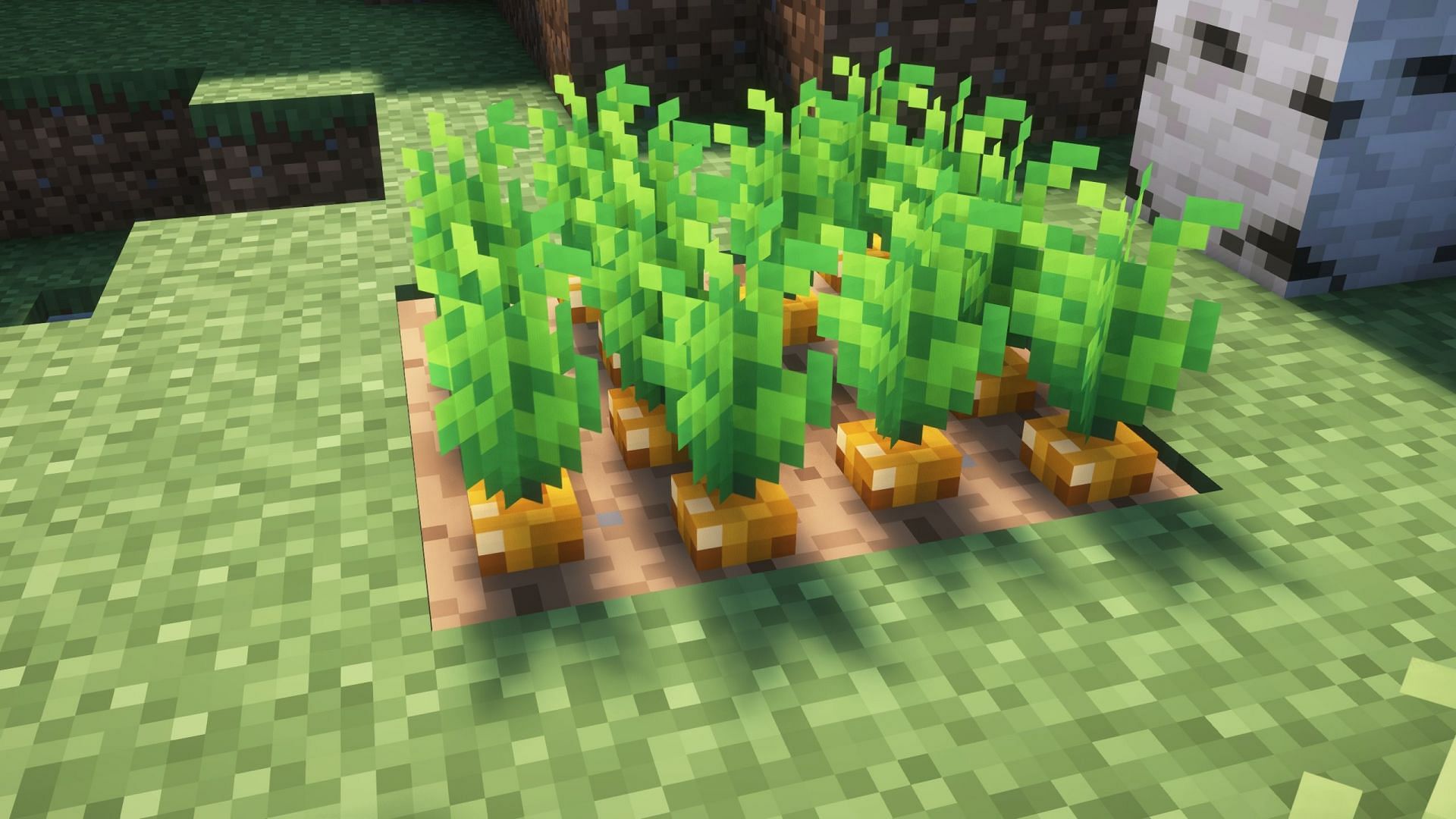 Crops can have a 3D model in Minecraft (Image via Sportskeeda Gaming/Mojang)