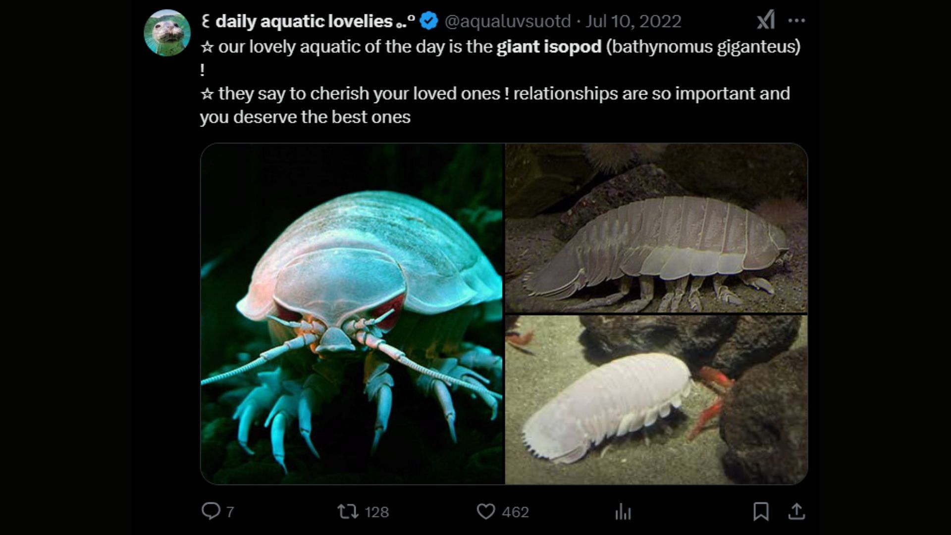 The giant isopod should be made a common deep sea creature in Grand Theft Auto 6 (Image via X)