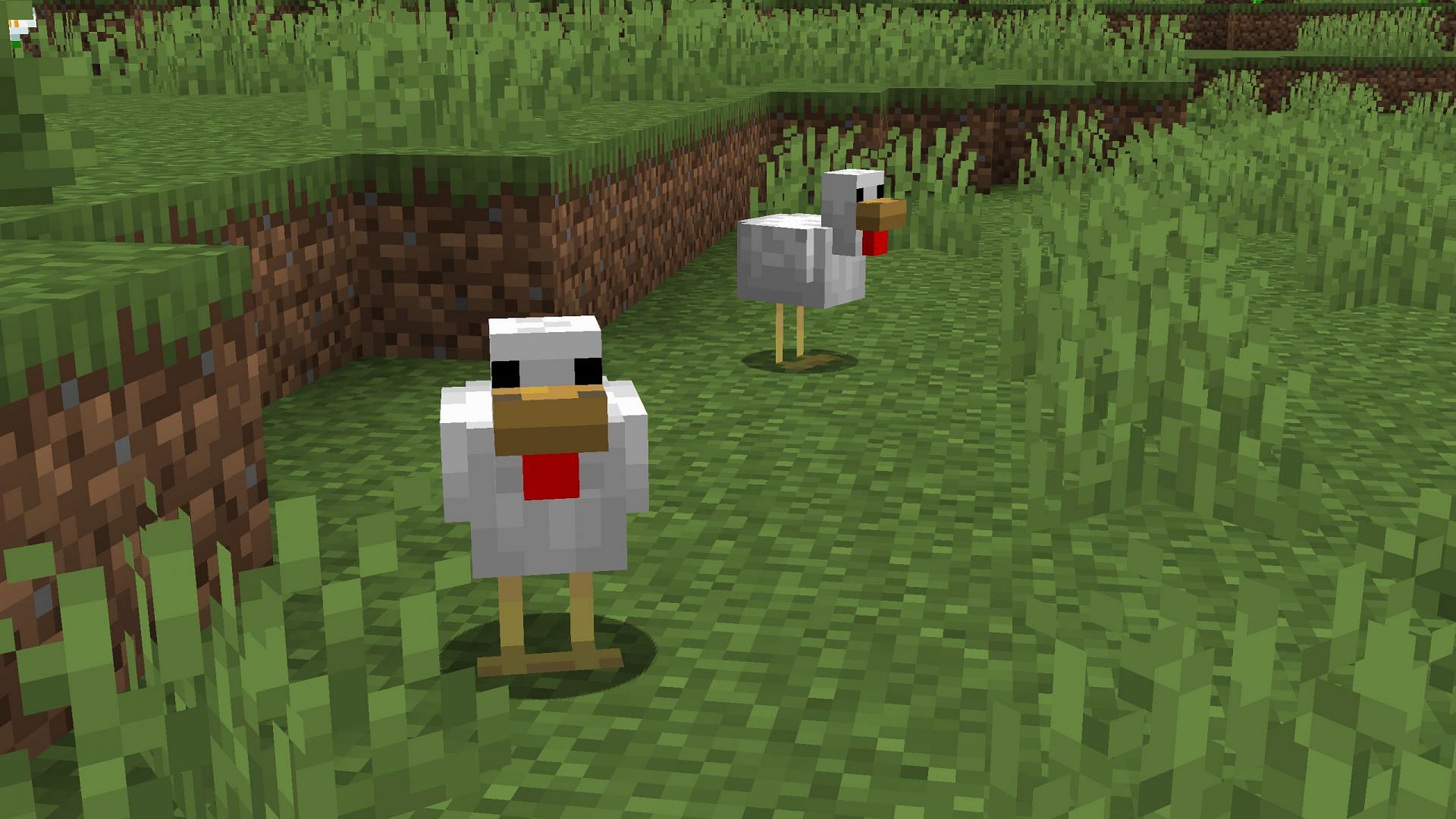 Temperate chickens will continue to spawn in biomes that are not considered cold or warm (Image via Mojang Studios)