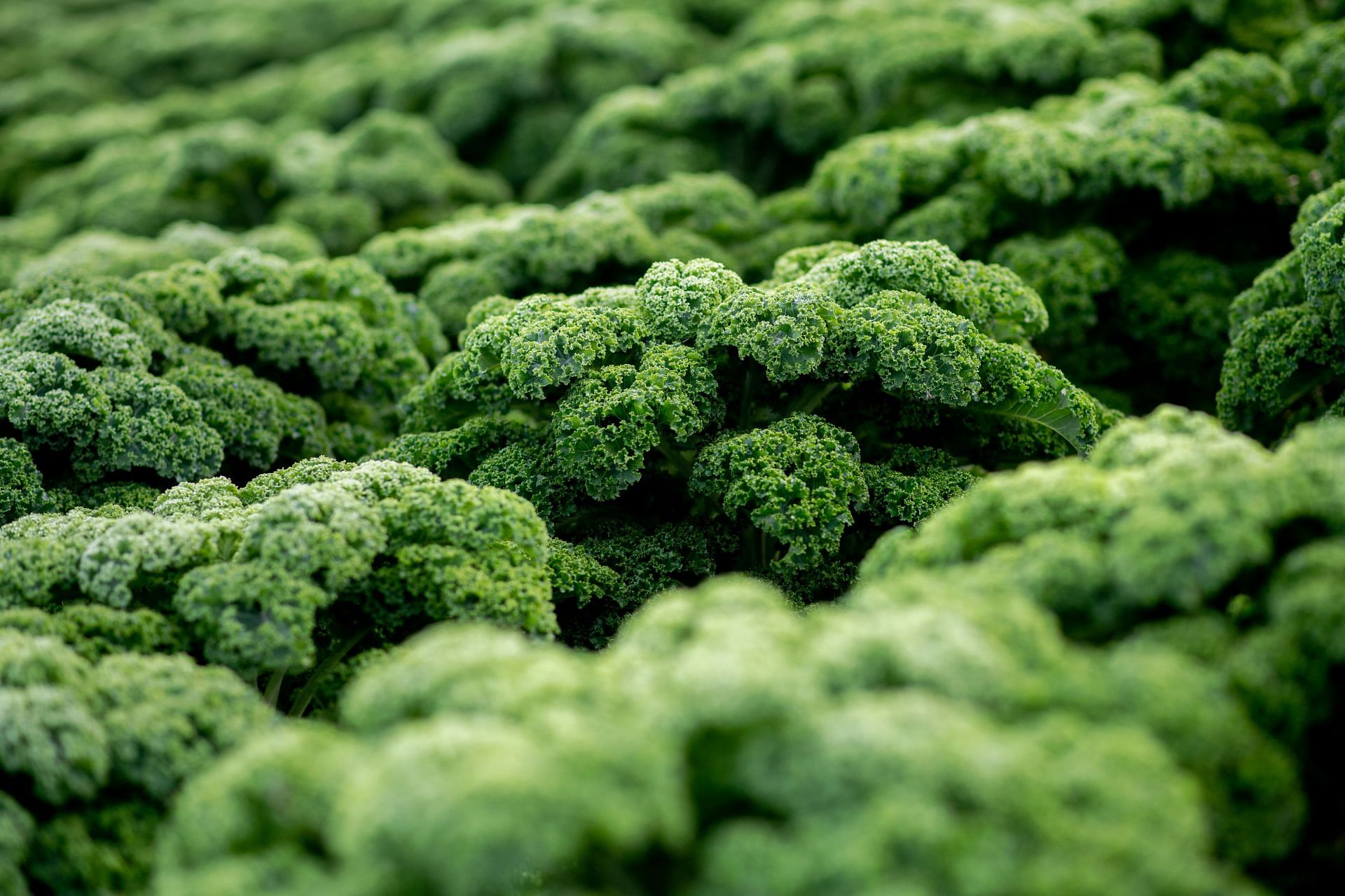 Kale in full bloom (Image source: Getty)