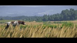 Using Mutt in Kingdom Come Deliverance 2, explained