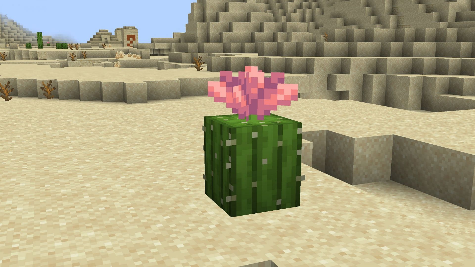 Cactus Flower is a decorative block that is generated on top of cacti blocks in Deserts and Badlands (Image via Sportskeeda Gaming || Mojang Studios)