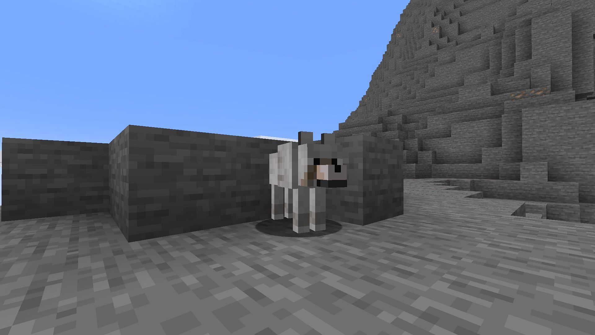 You could probably start a wolf choir after the Minecraft snapshot 25w08a (Image via Sportskeeda Gaming/Mojang Studios)