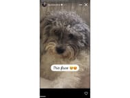 Collins’ Instagram story