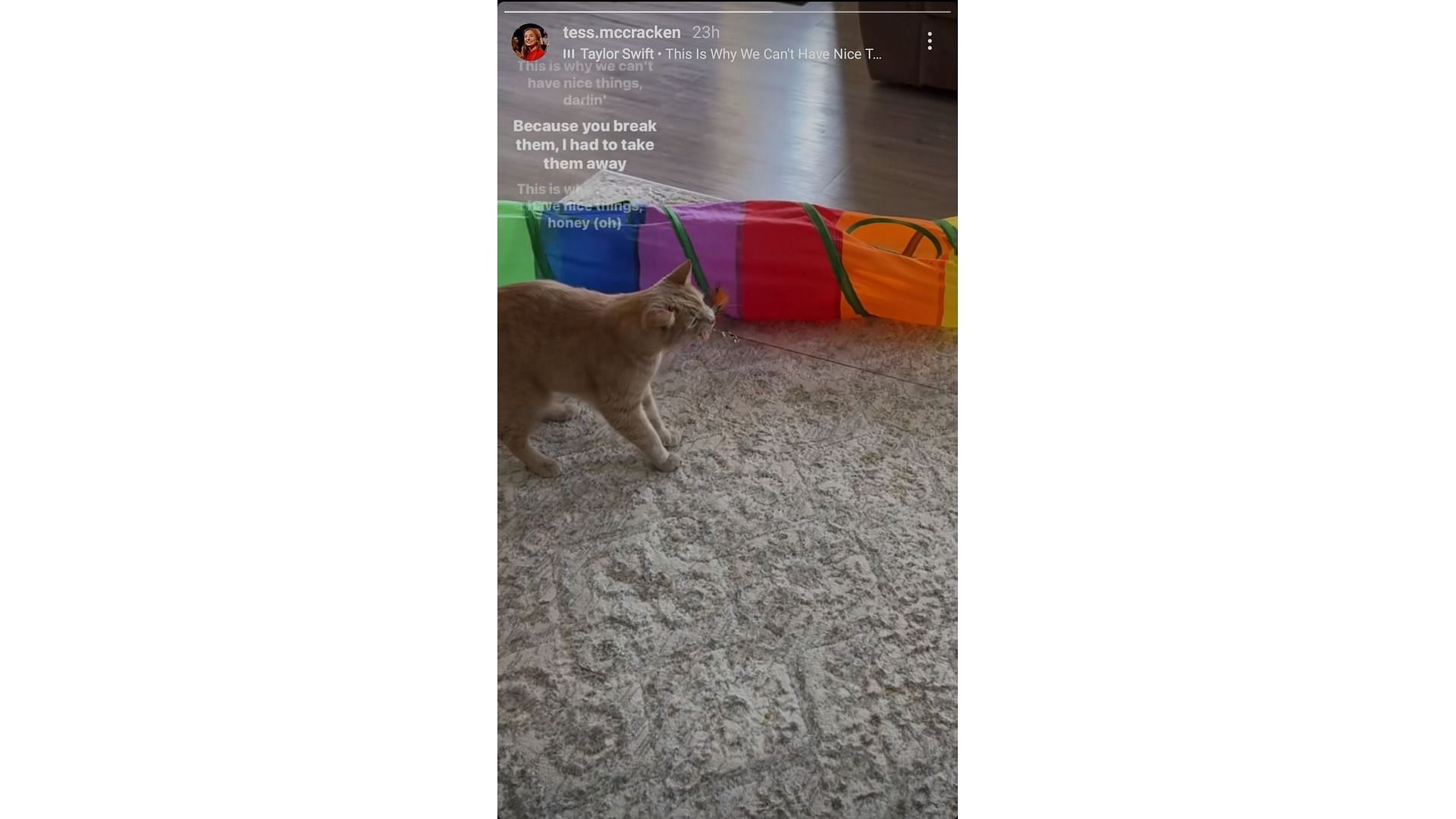 Glimpses of McCracken and Nedoroscik&#039;s cat (Image via: McCracken&#039;s Instagram story)