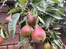 Why are pears about to become sparse and expensive in America? All you need to know