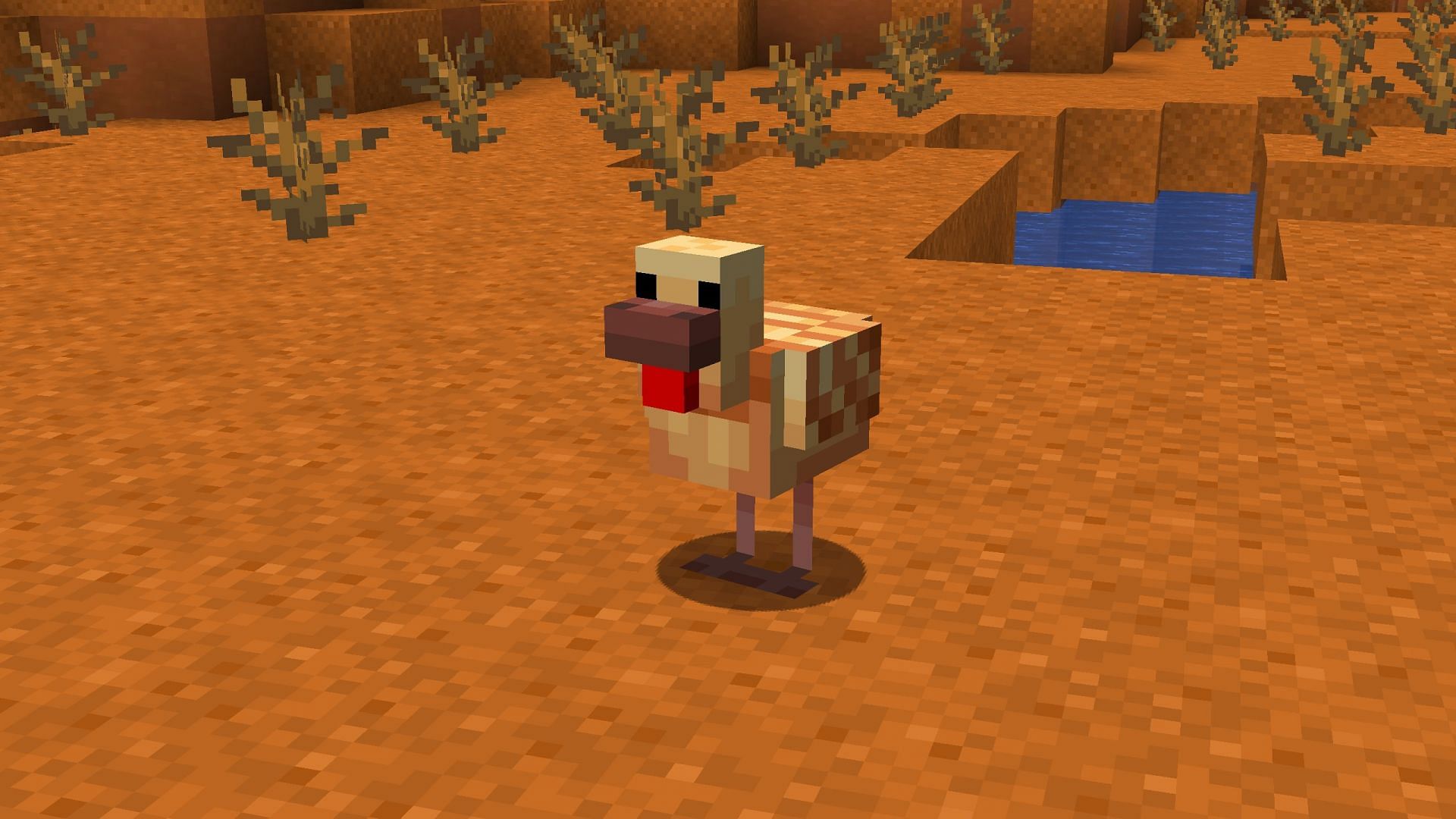 Warm chicken variant will have yellow and orange colored feathers (Image via Mojang Studios)