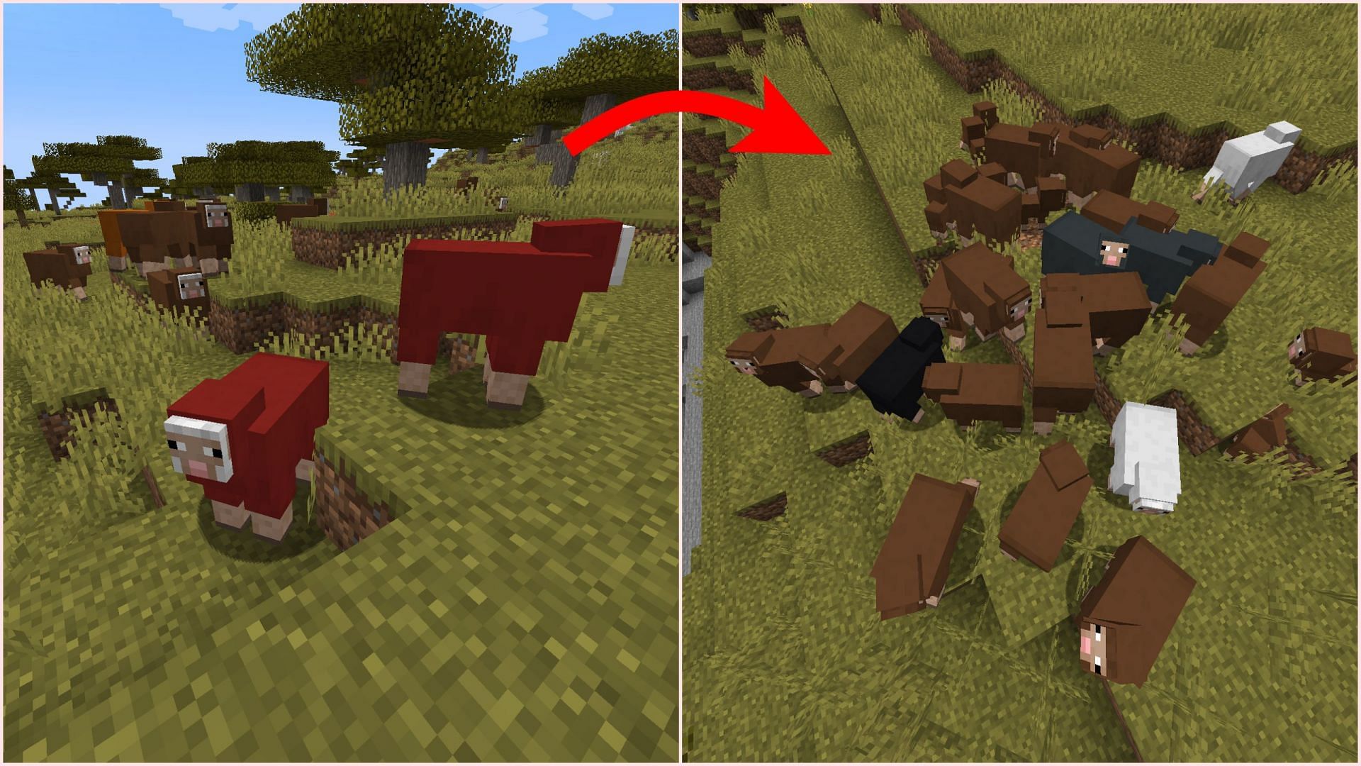 Mojang removed other sheep variants to spawn naturally in warm and cold biomes (Image via Sportskeeda Gaming/Mojang)