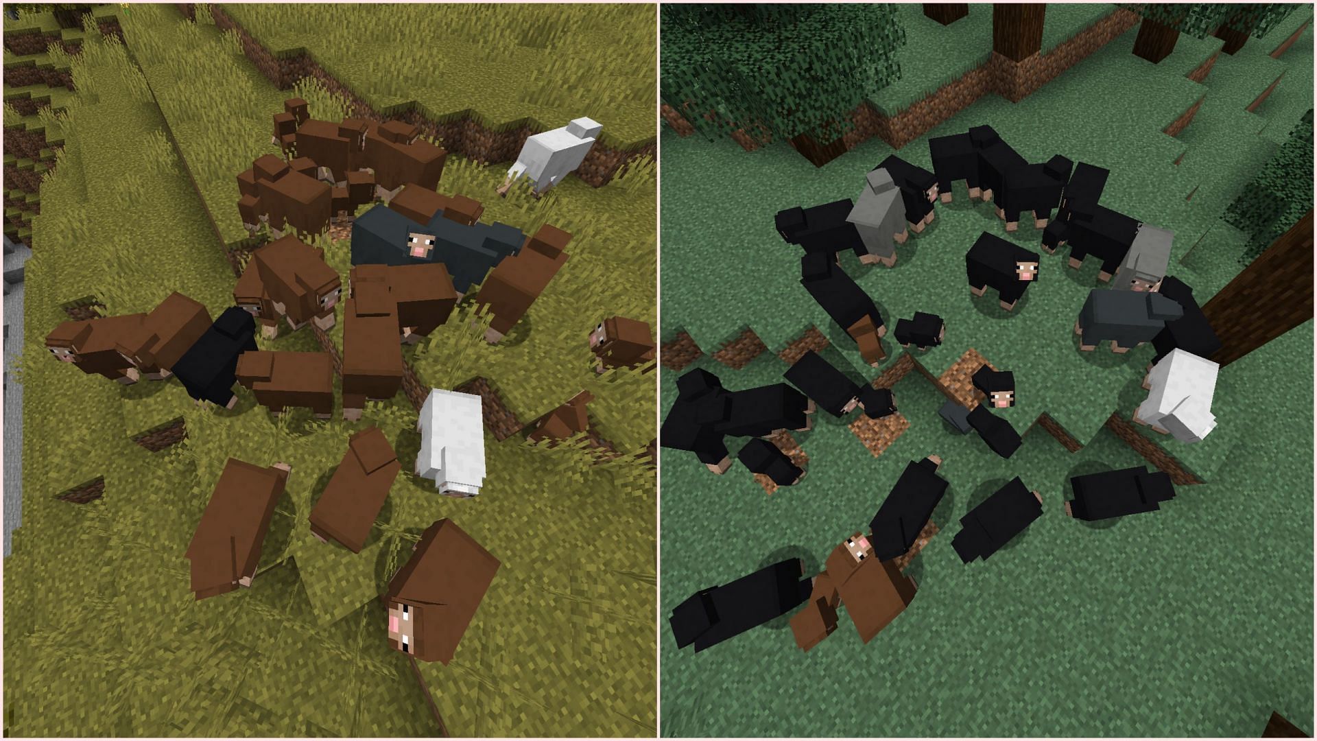 The developers removed newly naturally spawning sheep variants from warm and cold biomes (Image via Sportskeeda Gaming || Mojang Studios)