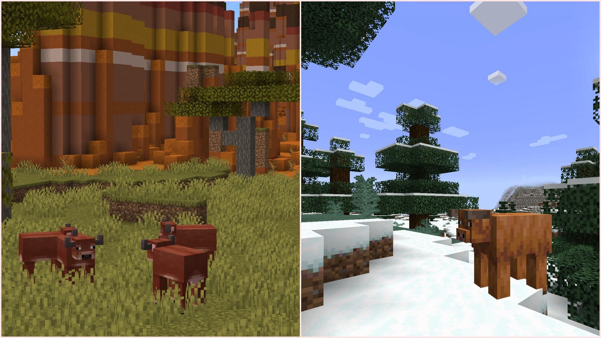 Warm and cold cows will spawn in warm and cold biomes, respectively (Image via Mojang Studios)