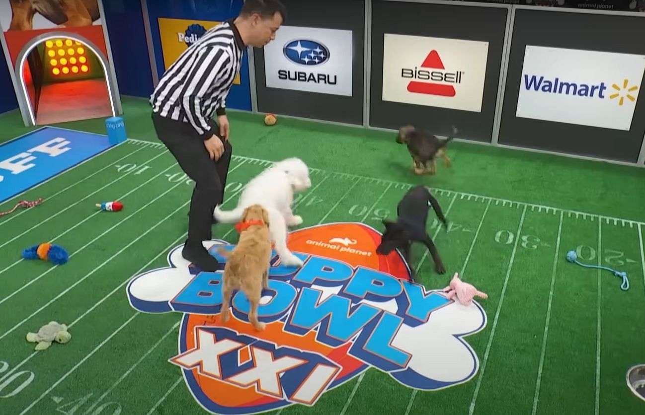 A still from Puppy Bowl 2025 (Image via Animal Planet)