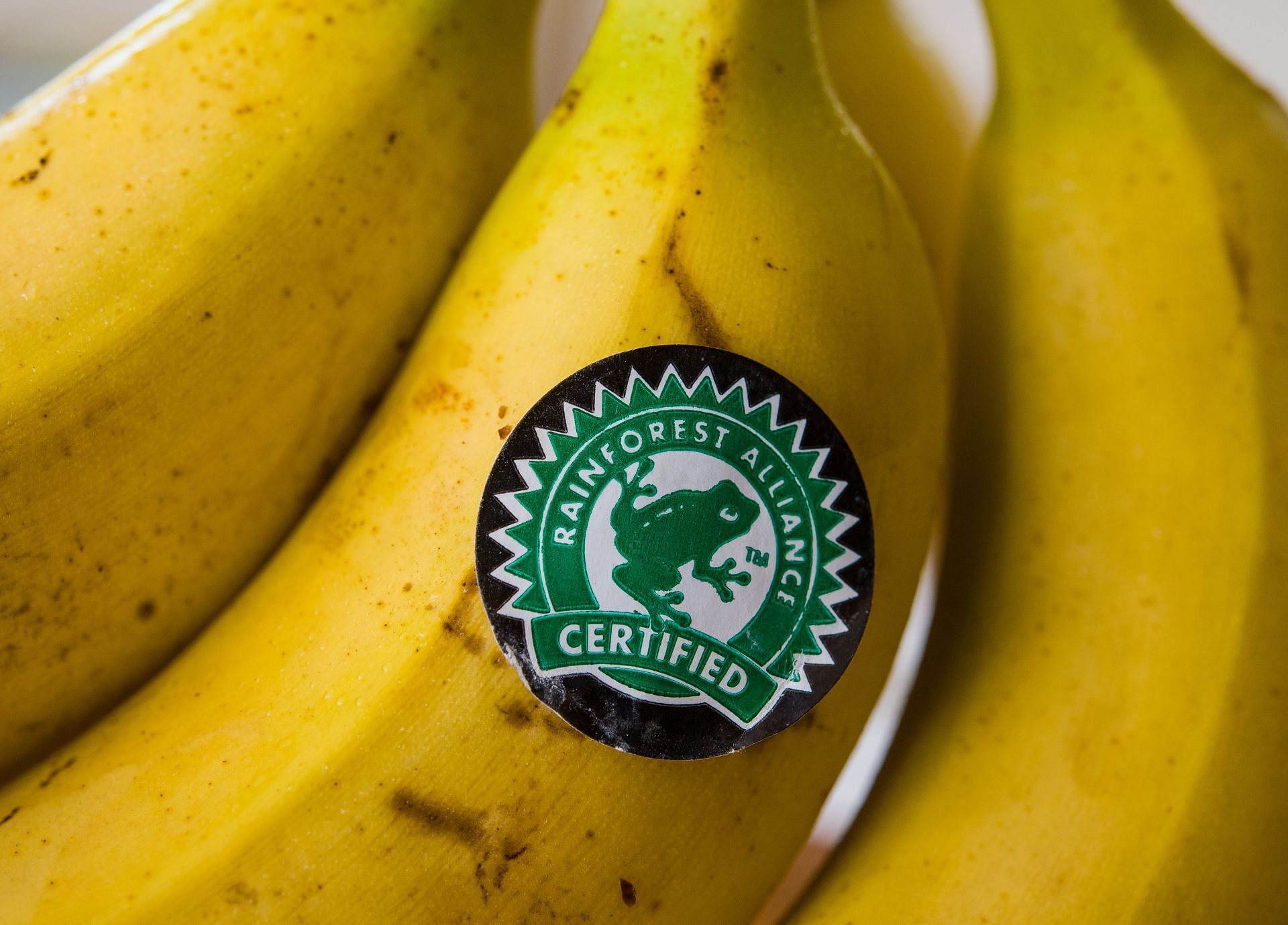 Stickers of the environmental organization Rainforest Alliance - Source: Getty