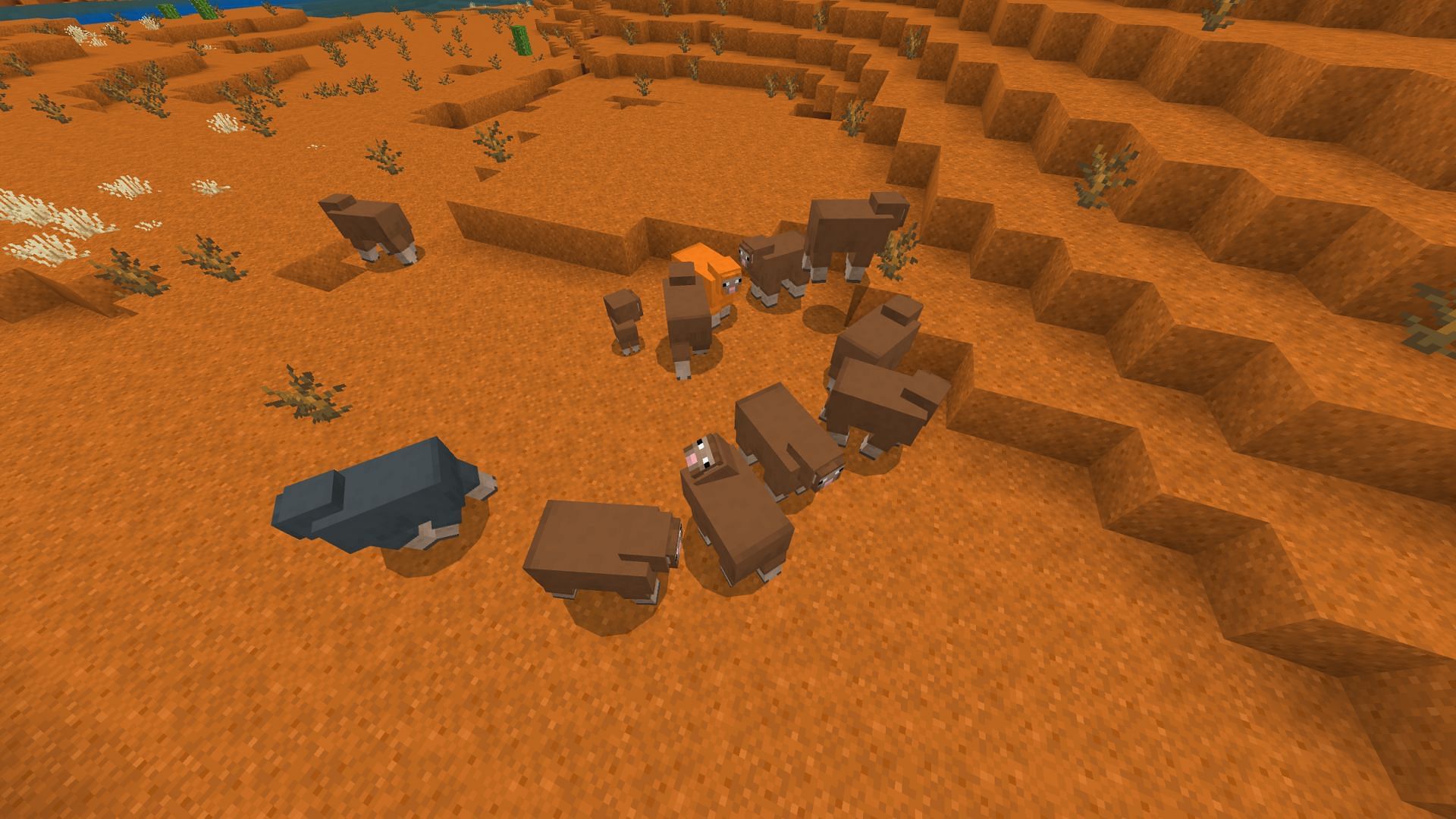 Warm biomes with different common and uncommon sheep colors (Image via Sportskeeda Gaming/Mojang)