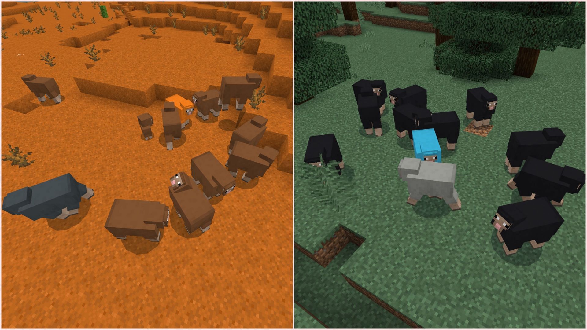 Warm and cold biomes have their own set of common, uncommon, and rare sheep spawns (Image via Sportskeeda Gaming/Mojang)