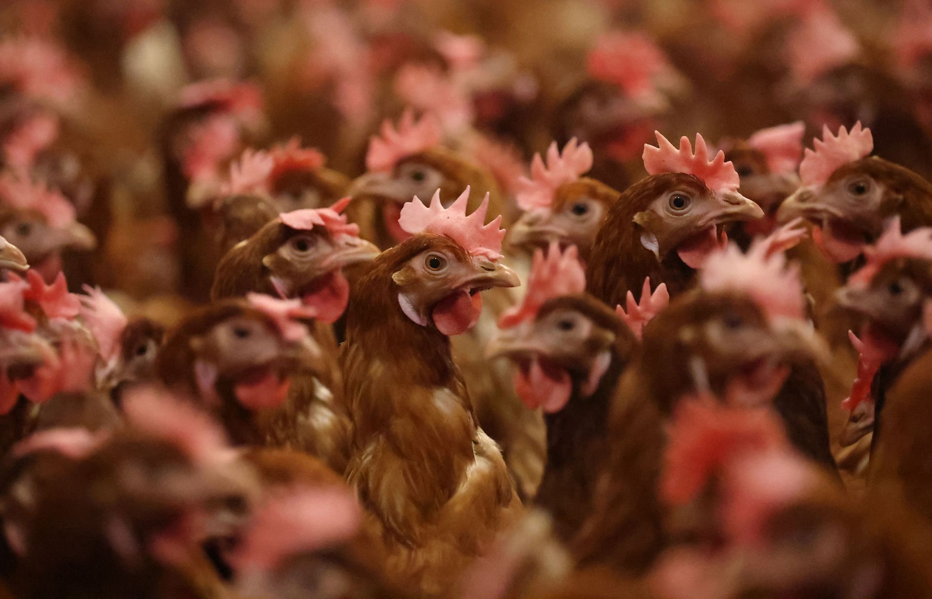 Around 149 million birds have been affected as of January 2025 - Source: Getty