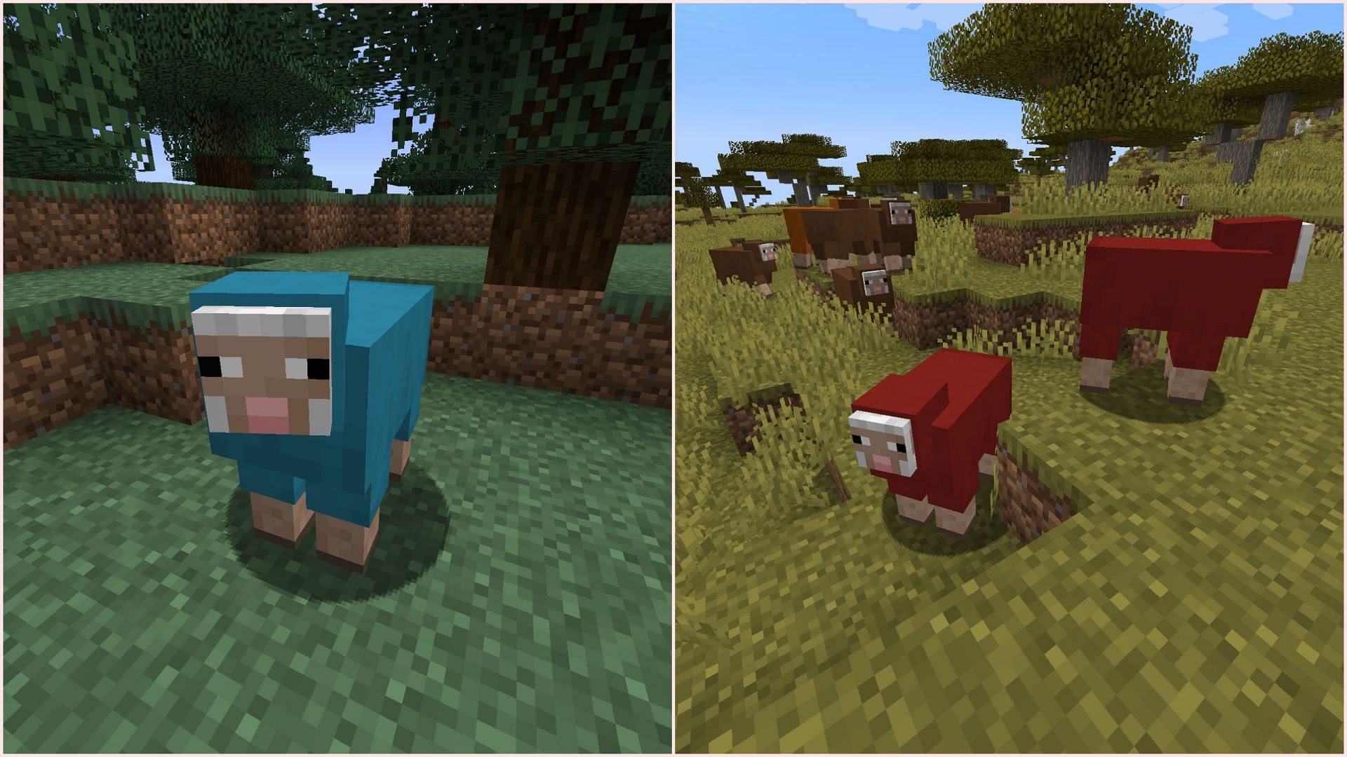 Mojang made more colored sheep spawn naturally in warm and cold biomes (Image via Sportskeeda Gaming/Mojang)